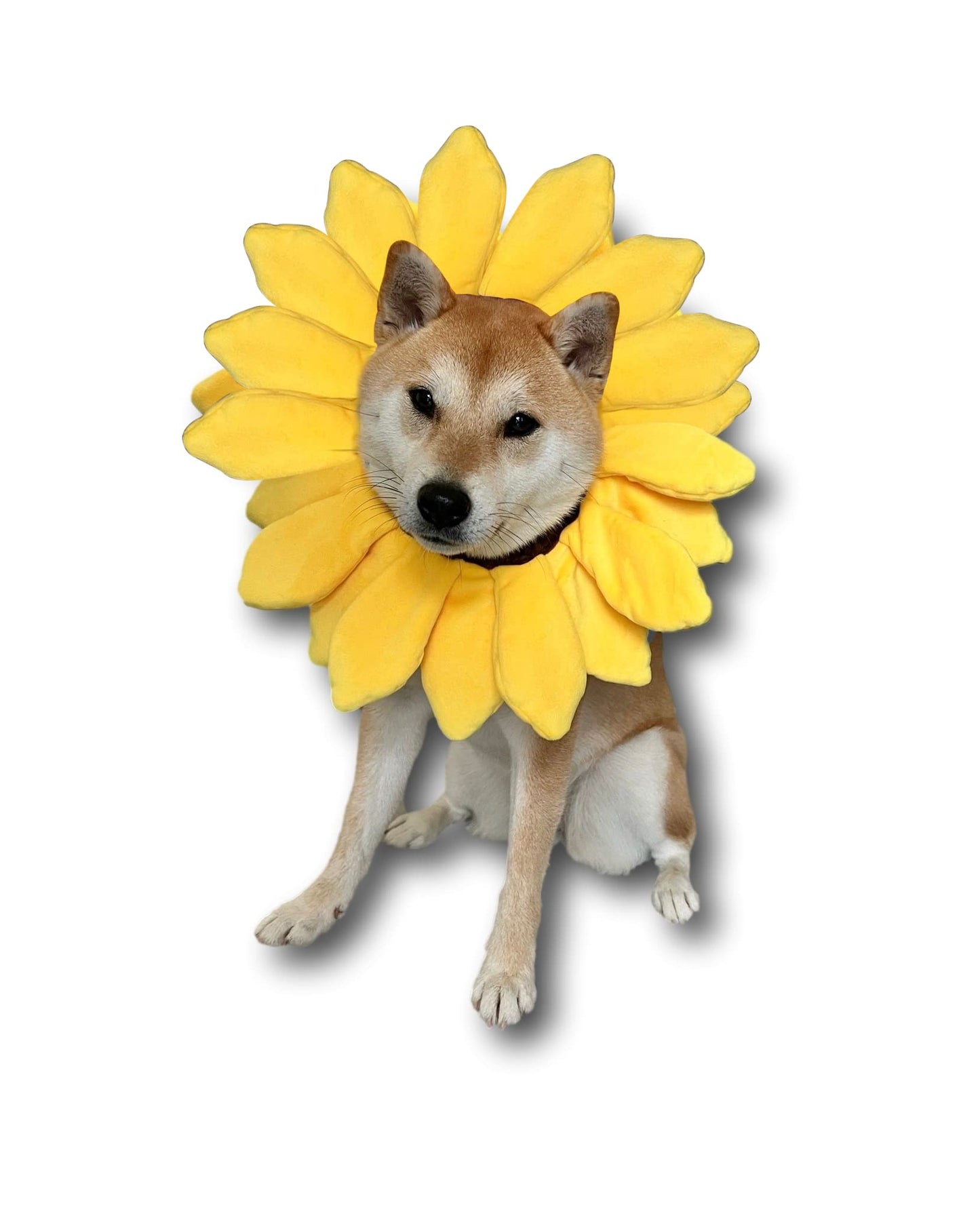 ComfyCamper Sunflower Dog Costume for Small Medium Large Dog Puppy Puppies Cat Kitten – Cute Head Flower Headband Outfits – Collar Cone Costume Hat Sombrero Outfit Pet Cosplay Halloween (Large)