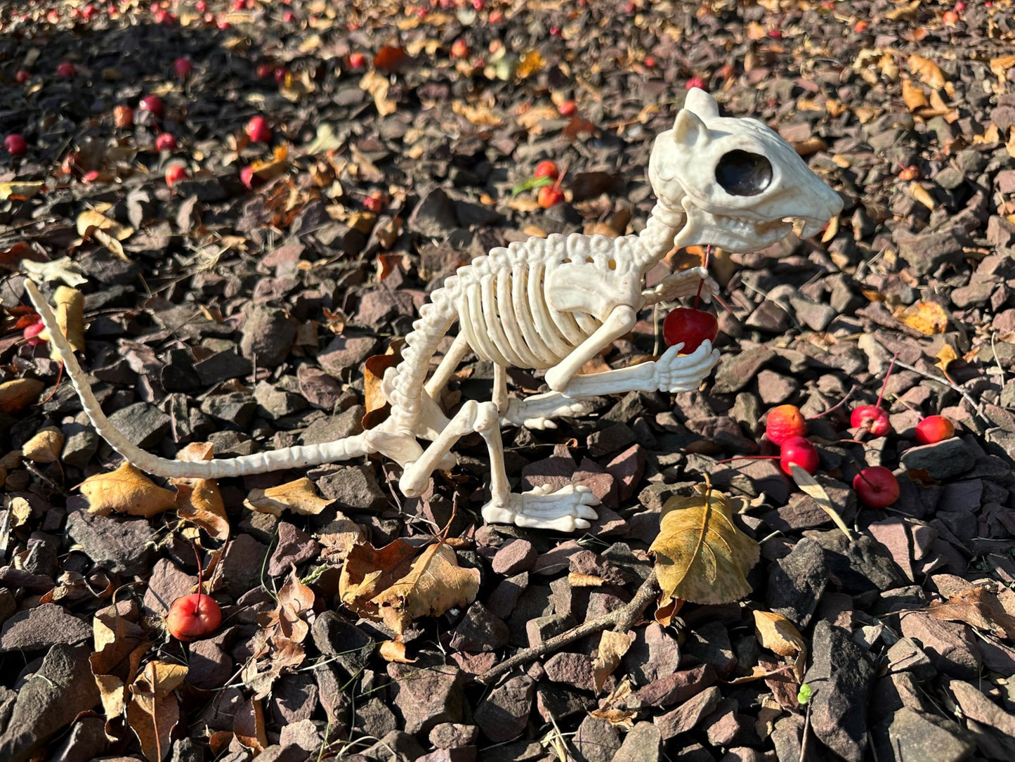 Crazy Bonez Skeleton Squirrel