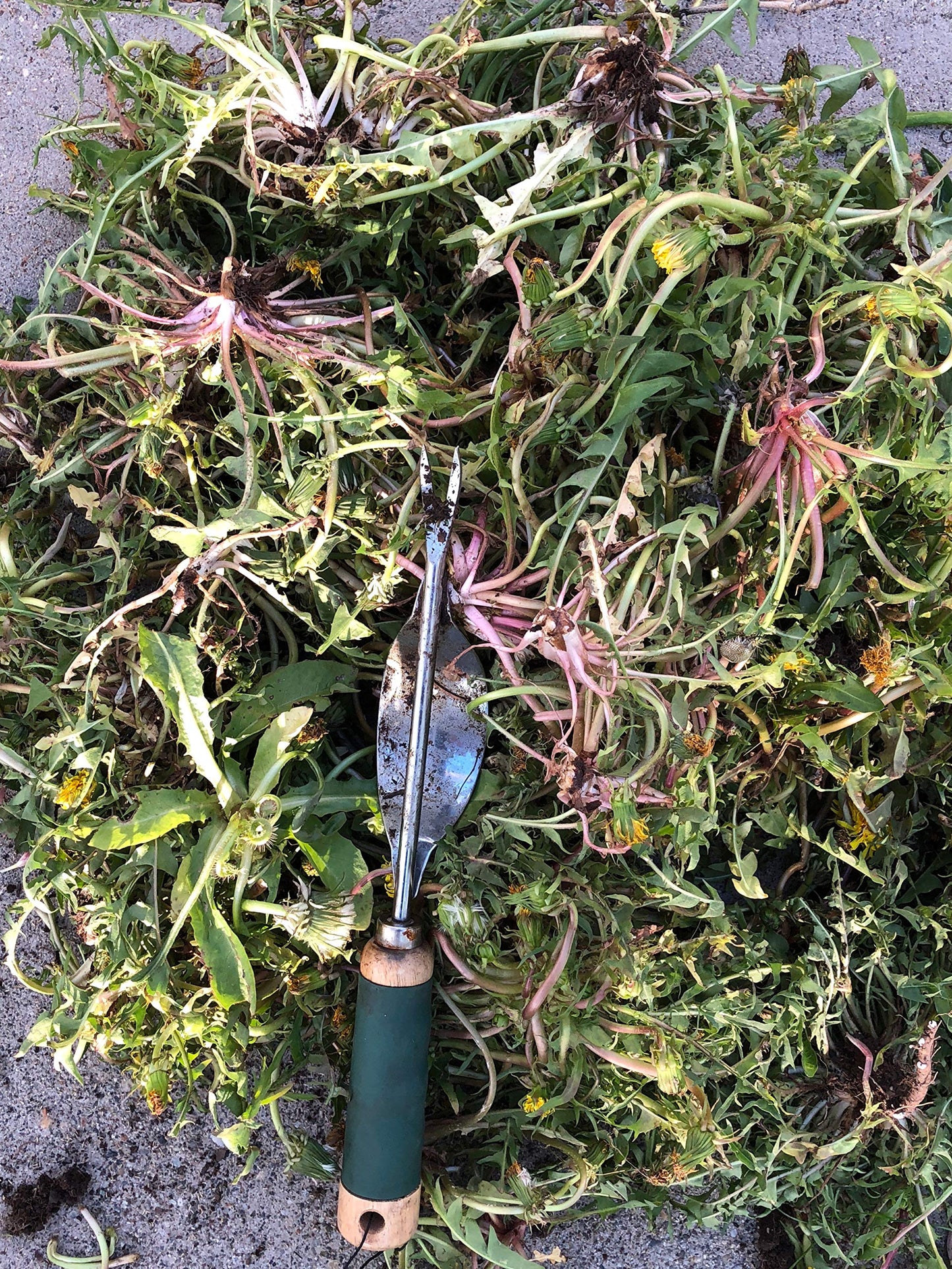 Edward Tools Weeding Tool - Leverage Metal Base Creates Perfect Angle for Easy Weed Removal and Deeper Digging - Sharp V Nose Digs deep to Roots - Stainless Rust Proof Steel