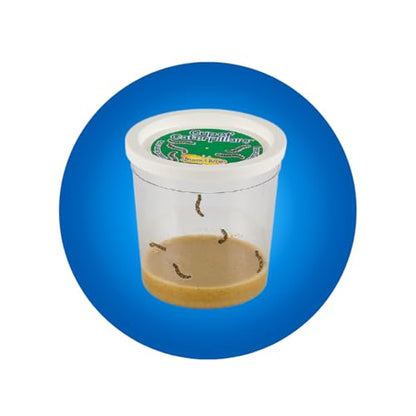 Insect Lore Raise and Release Butterfly Garden Kit – Caterpillar Habitat with redeemable Voucher – STEM-accredited Live Butterfly Growing Kit for Kids, Classrooms, and Homeschool Learning