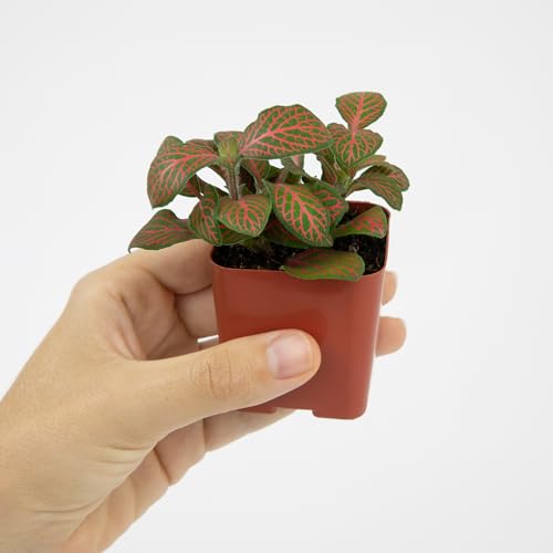 Easy to Grow Houseplants (Pack of 6), Live House Plants in Containers, Growers Choice Plant Set in Planters with Potting Soil Mix, Home Décor Planting Kit or Outdoor Garden Gifts by Plants for Pets