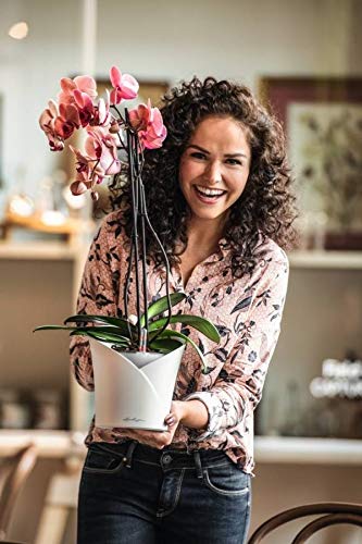 Lechuza Plant Pot, 13960