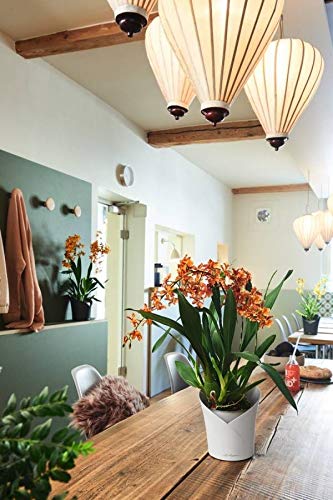 Lechuza Plant Pot, 13960