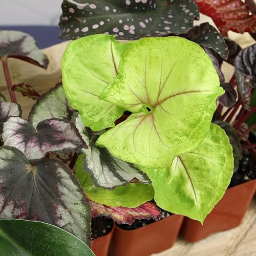 Easy to Grow Houseplants (Pack of 6), Live House Plants in Containers, Growers Choice Plant Set in Planters with Potting Soil Mix, Home Décor Planting Kit or Outdoor Garden Gifts by Plants for Pets