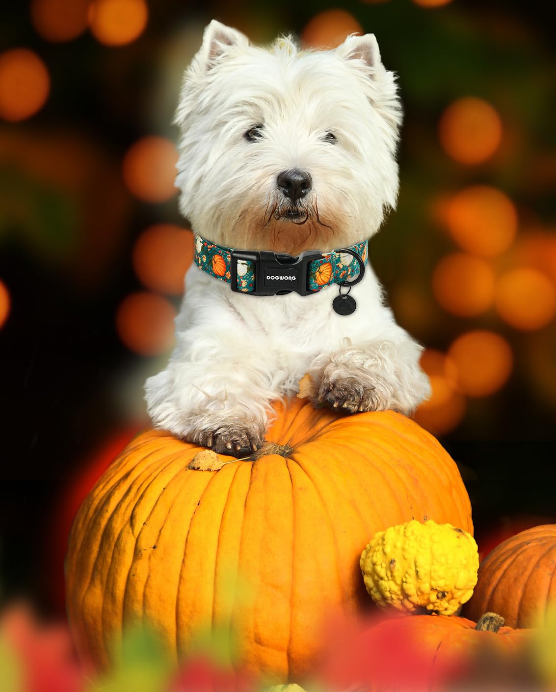 DOGWONG Fall Dog Collar, Pumpkin Thanksgiving Dog Collar Adjustable Soft Natural Fabric Pet Dog Collars Cute Holiday Puppy Necklace for Small Medium Large Dogs
