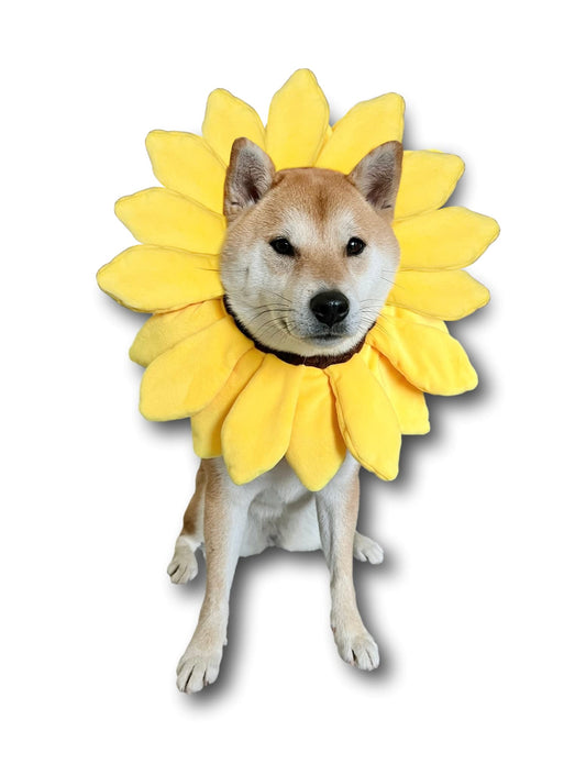 ComfyCamper Sunflower Dog Costume for Small Medium Large Dog Puppy Puppies Cat Kitten – Cute Head Flower Headband Outfits – Collar Cone Costume Hat Sombrero Outfit Pet Cosplay Halloween (Large)