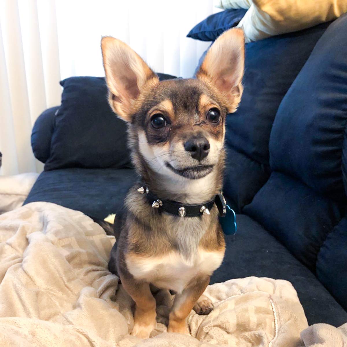 Enjoying Spiked Cat Collar, Leather Spikes Dog Collars for Cats Small Dogs, Adjustable Pet Collar with Rings, Black XS