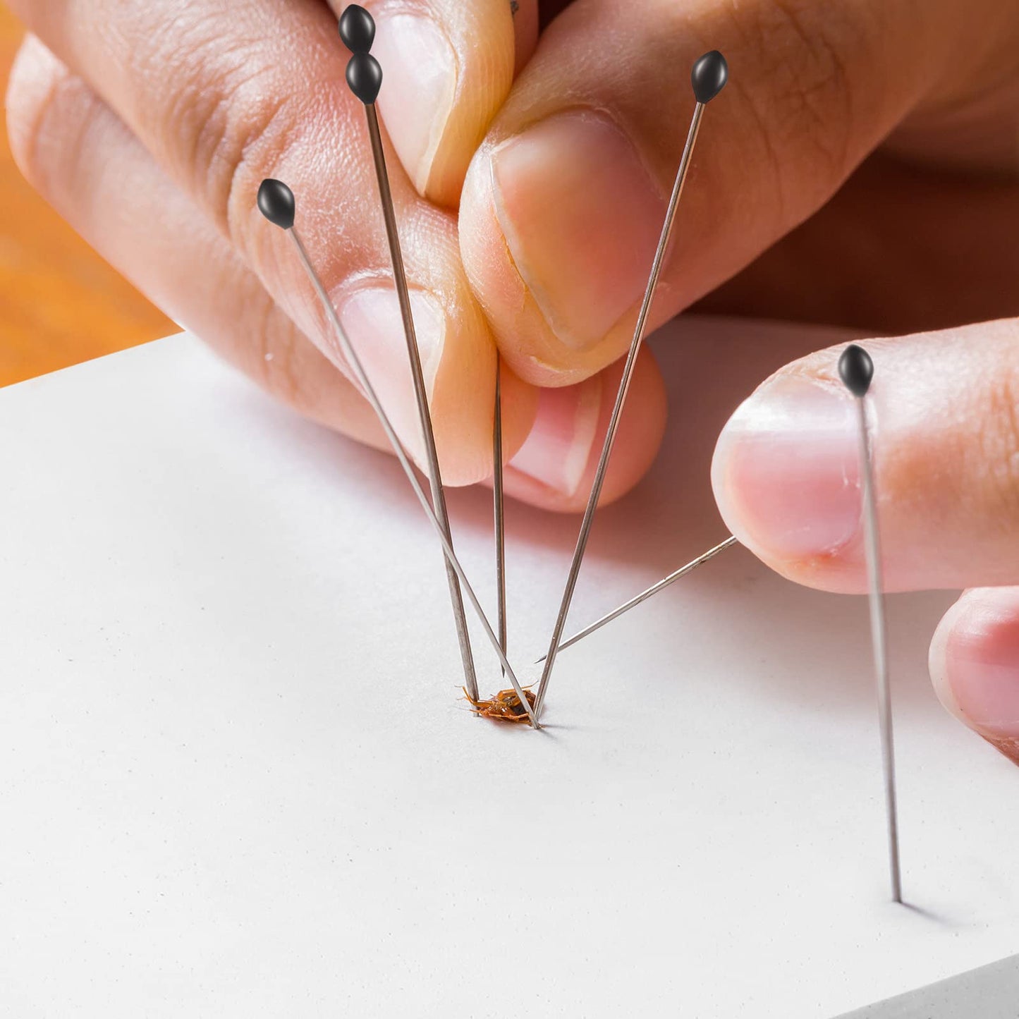 Insect Display Case Box Collection Box with Clear Top, EVA Foam Pinning Board and 100 Pieces Pins Insect Shadow Box Kit Entomology Supplies for Collecting Butterfly Specimen (Brown)