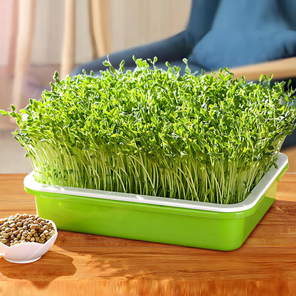 LeJoy Garden Seed Sprouter Tray BPA Free PP Soil-Free Big Capacity Healthy Wheatgrass Grower with Lid Sprouting Kit 13.4x9.84x4.72 inches
