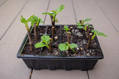 Gardzen 10 Pack Seed Starting Tray, Plant Germination Trays, Seed Starter Kit with Adjustable Humidity Vented Dome, Plant Growing Kit 6.6" x 4.5", Total 120-Cell, Black