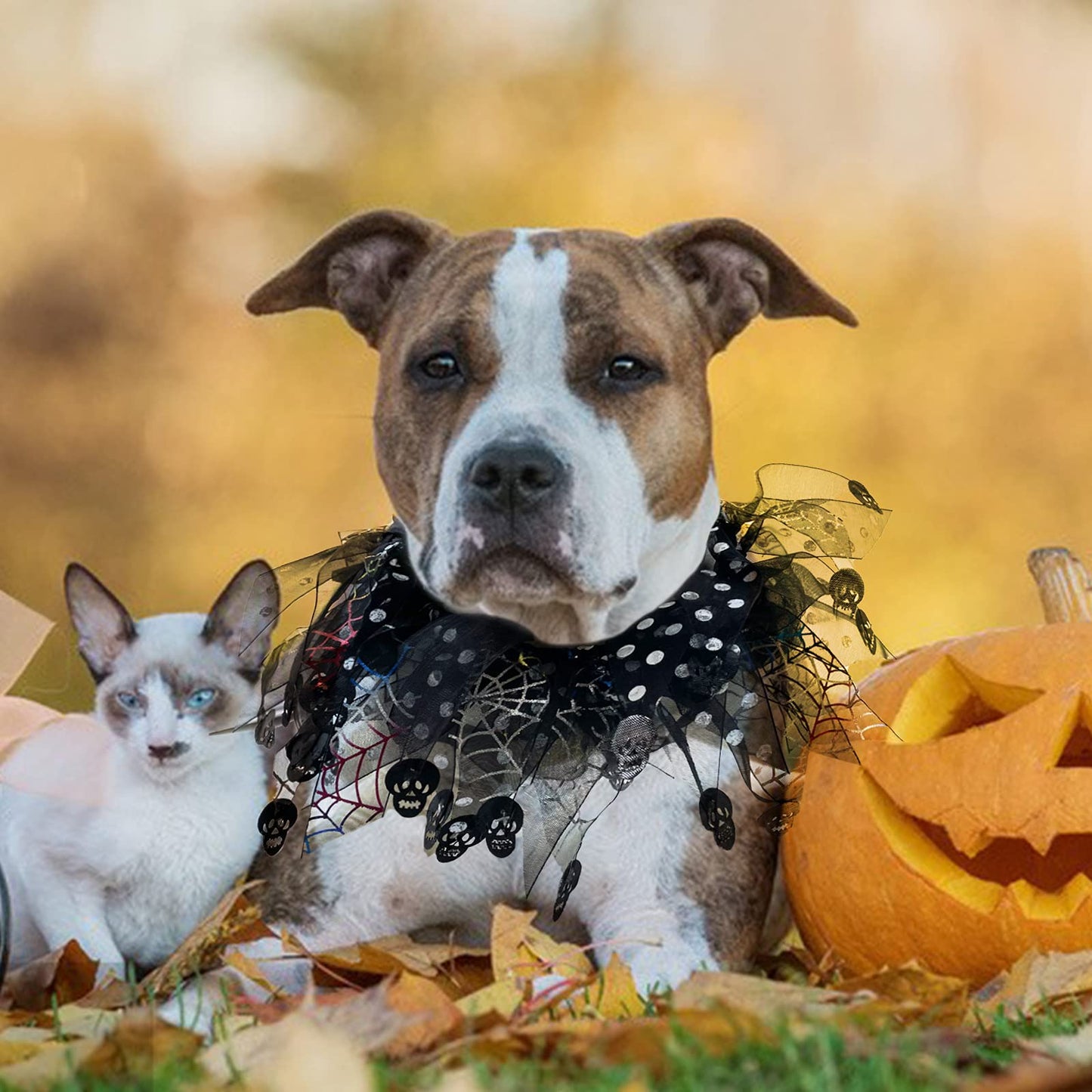 cyeollo 2 Pack Halloween Dog Collar Elastic Fancy Holiday Accessory for Dogs and Cats Pet Costume for Halloween Party