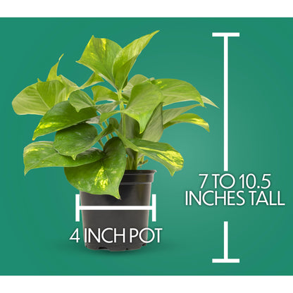 Essential Houseplant Collection (4PK) Live Plants Indoor Plants Live Houseplants in Plant Pots, Easy House Plants Indoors Live, Snake Plant, Pothos in Potting Soil, Clean Air Plants by Plants for Pets