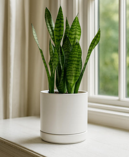 D'vine Dev 6.5 Inch Ceramic Planter Pot with Drainage Hole and Saucer, Indoor Cylinder Round Flower Pot, White, 94-O-C-1