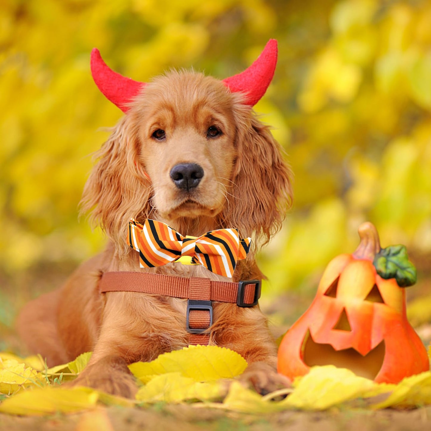 Elegant little tail Dog Collar, Fall Dog Collar Orange Stripe Holiday Pet Collar Dog Halloween Dog Bow Collar Pet Durable Adjustable Girl Boy Dog Collar for Small Dogs