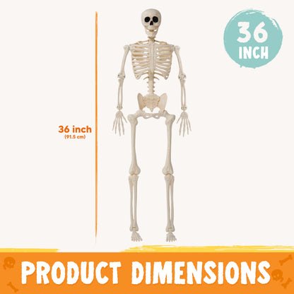 JOYIN 36" Halloween Skeleton Decor, 3FT Full Body Stayable Movable Joints, Posable Hanging Skeletons for Halloween Decoration, Yard, Graveyard, Haunted House Props, Spooky Scene Party Favor