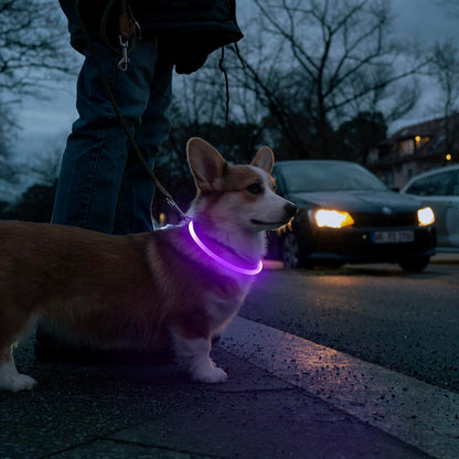HIGO Light Up Dog Collar, LED Dog Collar for Night Safety with 3 Modes, Type-C Rechargeable & Adjustable TPU Material for Small Medium Large Dogs (Purple)