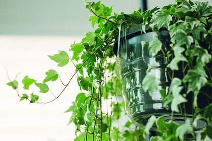 Curtis Wagner Plastics Hanging Basket Drip Pans (5-Pack) | Clear, Round (Diameter = 9" Base, 12" Top, 3.75" Depth) Hanging Plant Tray Saucer with Built-in Hooks & Water Catcher for Indoor & Outdoor