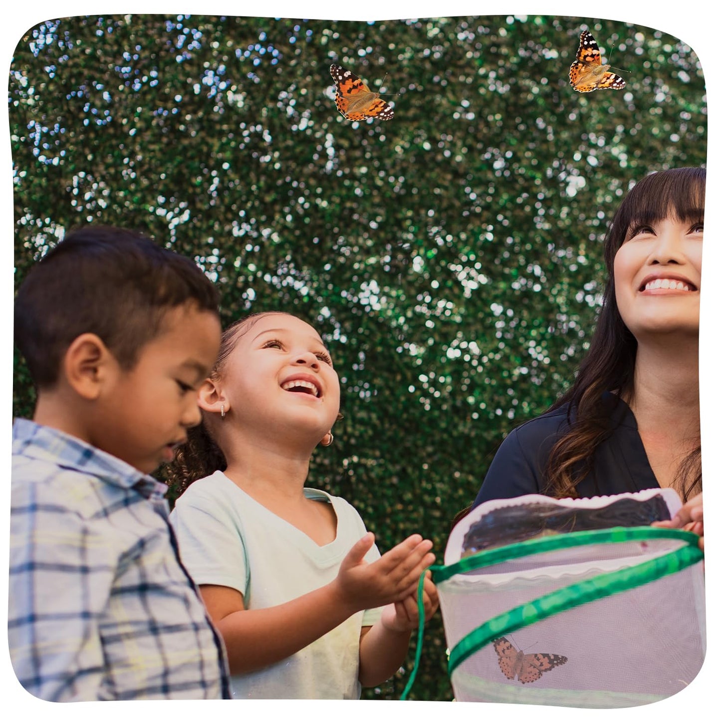 Insect Lore Giant Butterfly Garden with Voucher | 18 Inch Habitat | Life Cycle Figurines Included | Voucher to Redeem 5 Baby Caterpillars Later | Raise Painted Lady Butterflies