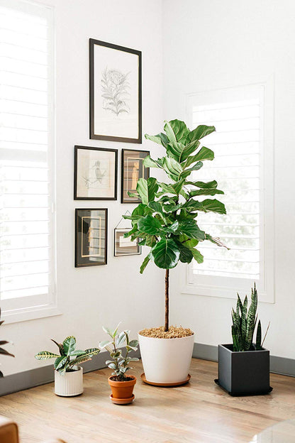 Curtis Wagner Plastics Hanging Basket Drip Pans (5-Pack) | Clear, Round (Diameter = 9" Base, 12" Top, 3.75" Depth) Hanging Plant Tray Saucer with Built-in Hooks & Water Catcher for Indoor & Outdoor