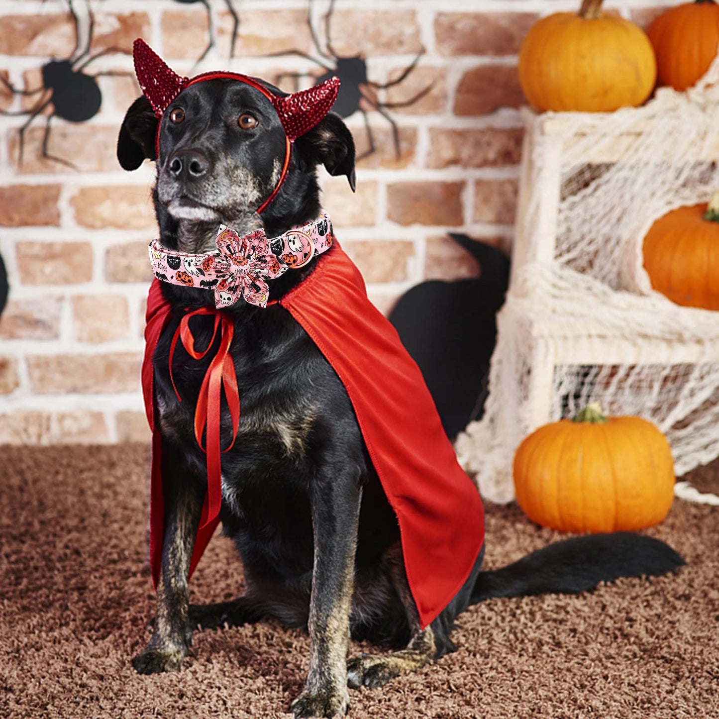 Elegant little tail Dog Collar with Flower, Fall Dog Collar Halloween Pumpkin Flower Collar Dog Girl Pet Collar Dog Collars for Large Dog