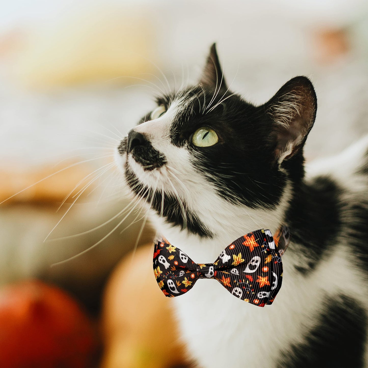 3 Pack Holiday Cat Collar with Bow and Bell, Halloween Thanksgiving Christmas Cat Collar for Boys and Girls Kitties Kittens