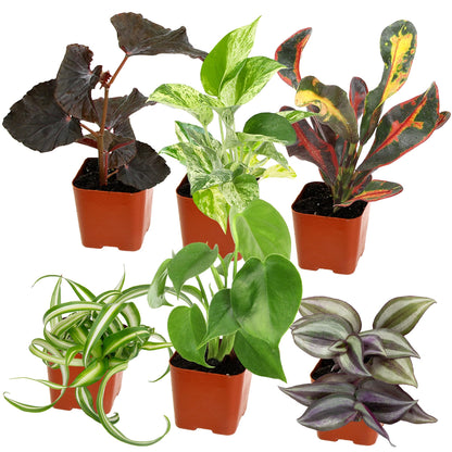 Easy to Grow Houseplants (Pack of 6), Live House Plants in Containers, Growers Choice Plant Set in Planters with Potting Soil Mix, Home Décor Planting Kit or Outdoor Garden Gifts by Plants for Pets