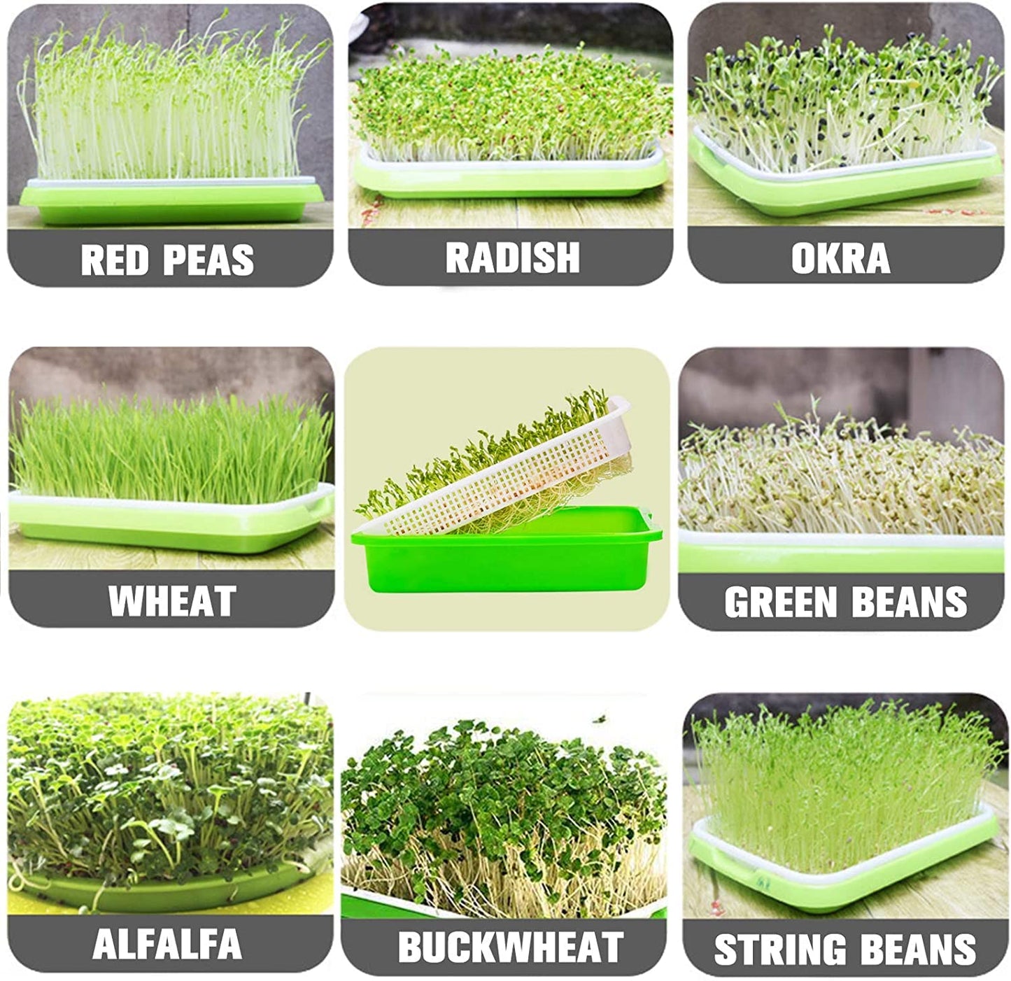 Legigo 5 Pack Seed Sprouter Trays with Lids- Soil-Free Cultivation Germination Tray, BPA Free Micro Greens Growing Trays Seed Sprouting Trays Kit with Germinating Paper for Wheatgrass, Beans and More