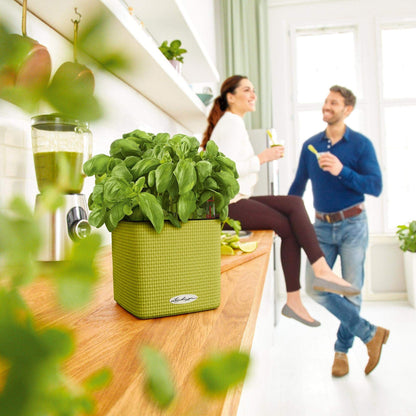 Lechuza Cube Color 16 Self Watering Plant Pot, White, 17 cm Diameterx 17 cm Width x 16 cm Height