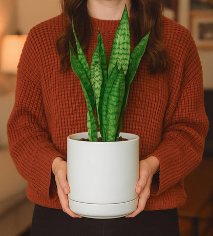 D'vine Dev 6.5 Inch Ceramic Planter Pot with Drainage Hole and Saucer, Indoor Cylinder Round Flower Pot, White, 94-O-C-1