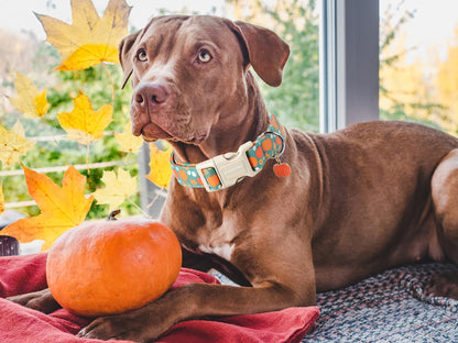 DOGWONG Fall Pumpkin Dog Collar- Cute Fall Holiday Dog Collars Adjustable Halloween Dog Collar for Small Medium Large Dogs M