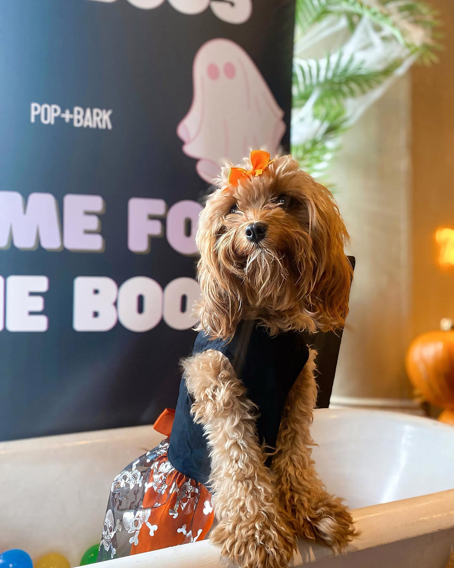 Fitwarm Hocus Pocus Y'all Funny Dog Halloween Tulle Dress, Holiday Dog Clothes for Small Dogs Girl, Funny Pirate Skull Pet Costume, Witch Cat Outfit, Orange, Black, Small