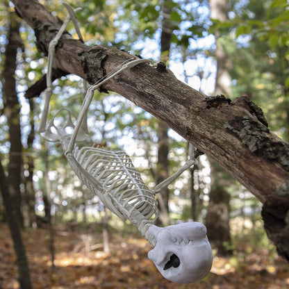 Halloween Giant Sloth Animal Skeleton (2 Ft Long) with Easy-to-Hang Limb Straps - Weather Resistant Yard and Tree Decoration w Movable Joints - Perfect for Party Decor and Indoor/Outdoor Use