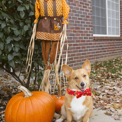 Elegant little tail Dog Collar with Bow - Fall Dog Collar Halloween Pumpkin Bow Girl Boy Pet Collar Soft Dog Bowtie Collars for Medium Dogs