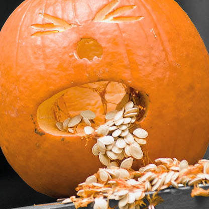 Hallmark Funny Halloween Cards (6 Cards with Envelopes) Puking Pumpkin