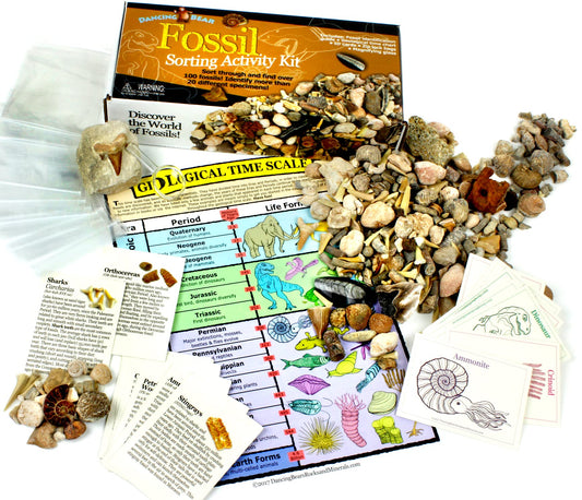 DANCING BEAR Fossil Collection Sorting Activity Kit with Over 100 Pcs (More Than 20 Different Fossil Varieties!), Educational ID Sheet, Color ID Cards, Bags, Magnifying Glass, and Shark Teeth