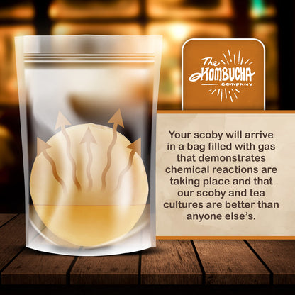 Kombucha SCOBY | Large size | 5-Inch SCOBY Mother for Easy Brewing of Drinks | Includes 4 OZ of Kombucha Starter Tea Liquid | By The Kombucha Company