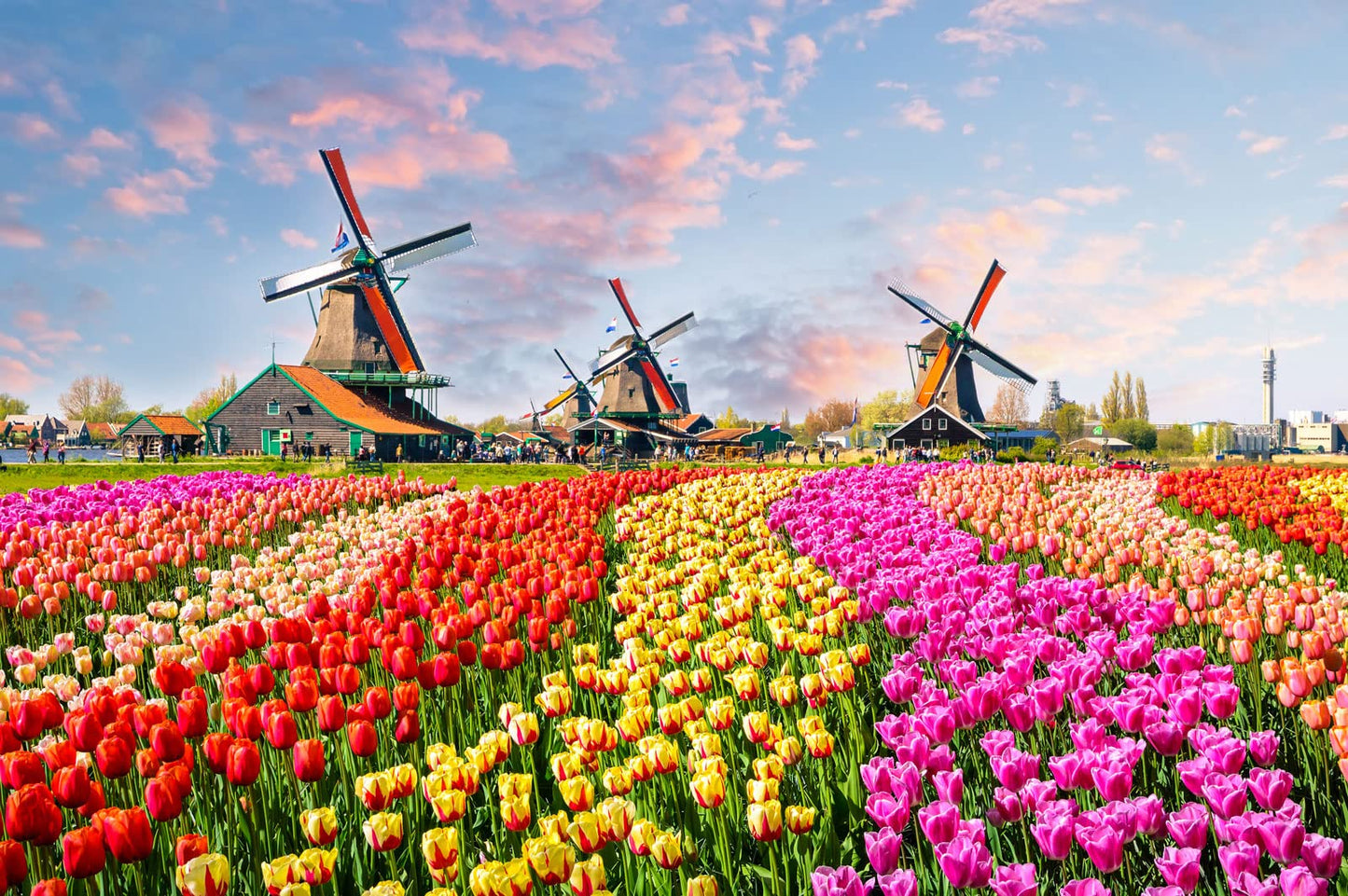 1000 Piece Puzzle for Adults Dutch Windmill Puzzle 1000 Piece Tulip Fields Puzzles Tulips Flowers Jigsaw Puzzles 1000 Pieces Holland Spectacular Flower Fields Landscape Puzzles