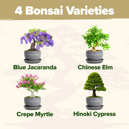 HOME GROWN Bonsai Tree Kit – Grow 4 Bonsai Types Indoors with Complete Starter Kit Including Pots Peat Pellets and Bonus Grow Guide – Unique Gardening Gift for Men Women Beginners
