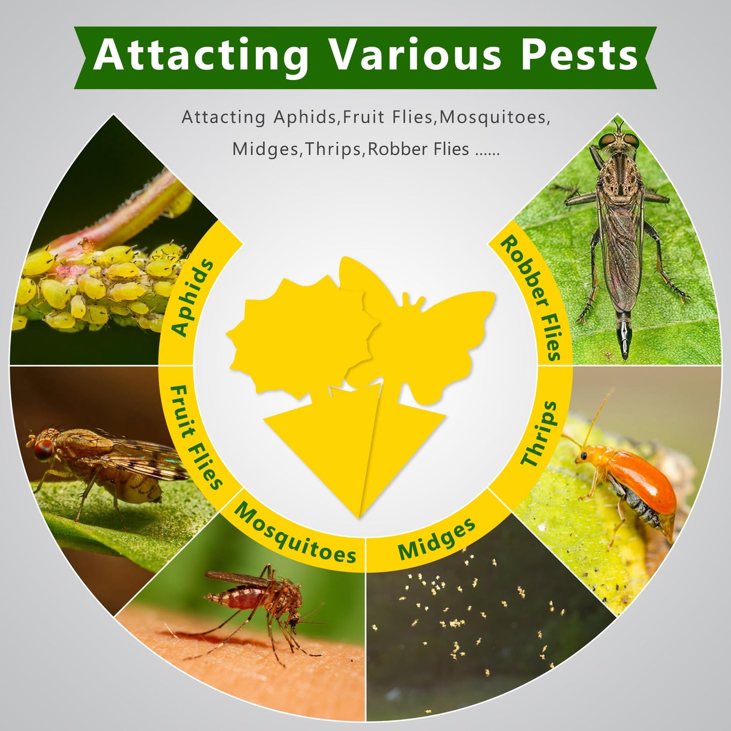 Landisun Fruit Fly Traps 48PCS Fungus Gnat-Traps for Indoor-Outdoor Yellow Fruit-Fly Sticky-Trap Plants Flying Bug Insects Traps