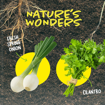 Dan&Darci Root Viewer Kit for Kids - Grow Your Own Plant for Boys & Girls Gifts - Science STEM Toy & Craft Growing Kits for Ages 4-8 Birthday Gifts for Boy, Girl 4, 5, 6, 7, 8, Year Old - Gardening