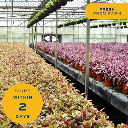 Costa Farms Live Plants (Pack of 6), Easy to Grow Live Indoor Houseplants in 3.8-Inch Plant Pots, Hand-Selected Varieties, Home and Room Decor, 8-10 Inches Tall