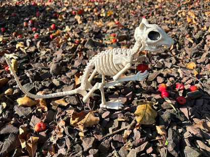 Crazy Bonez Skeleton Squirrel