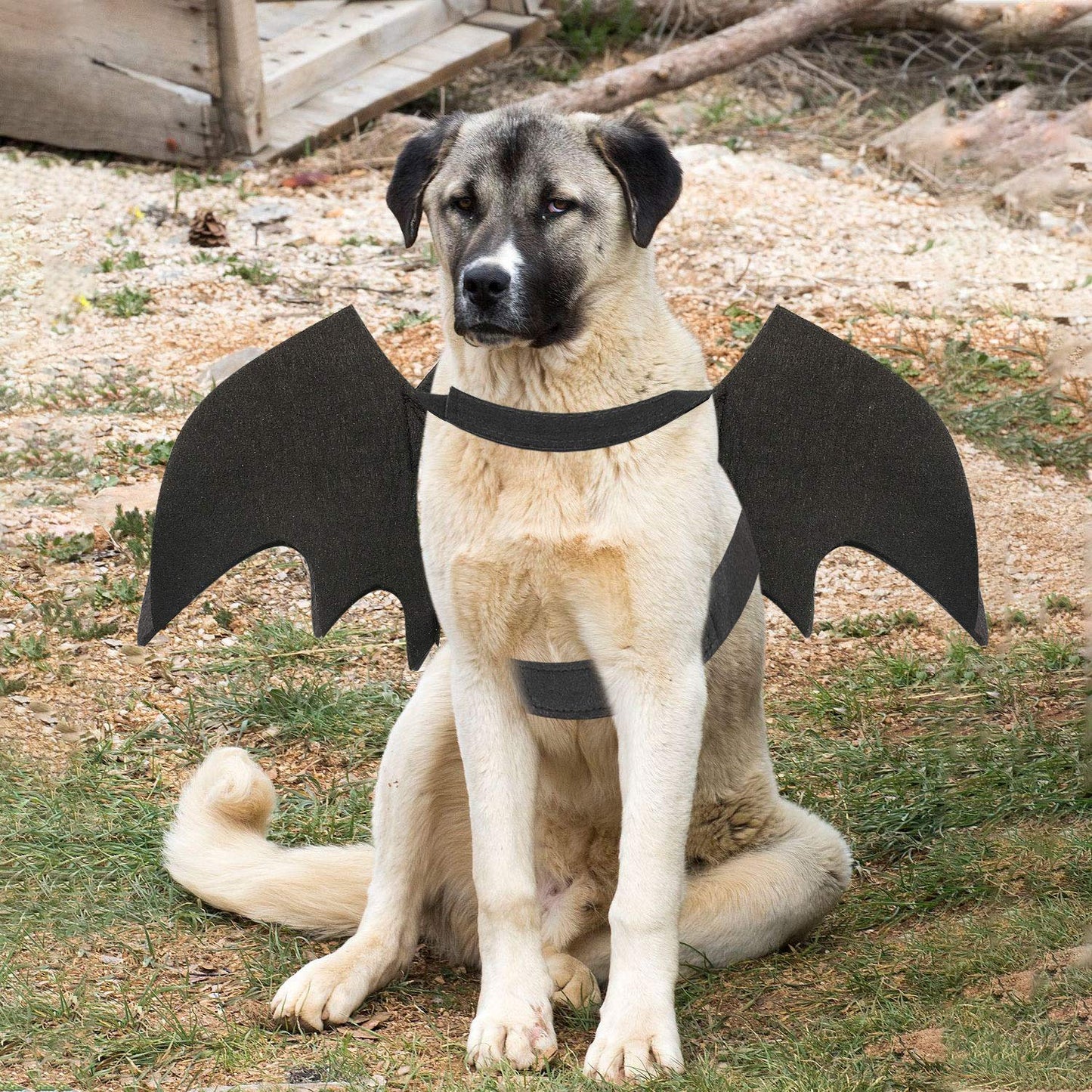 Rypet Dog Bat Costume - Halloween Pet Costume Bat Wings Cosplay Dog Costume Cat Costumes for Party L