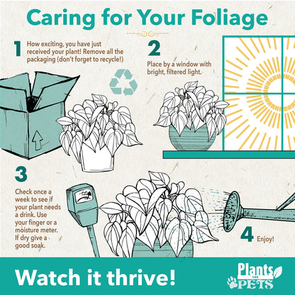 Easy to Grow Houseplants (Pack of 6), Live House Plants in Containers, Growers Choice Plant Set in Planters with Potting Soil Mix, Home Décor Planting Kit or Outdoor Garden Gifts by Plants for Pets